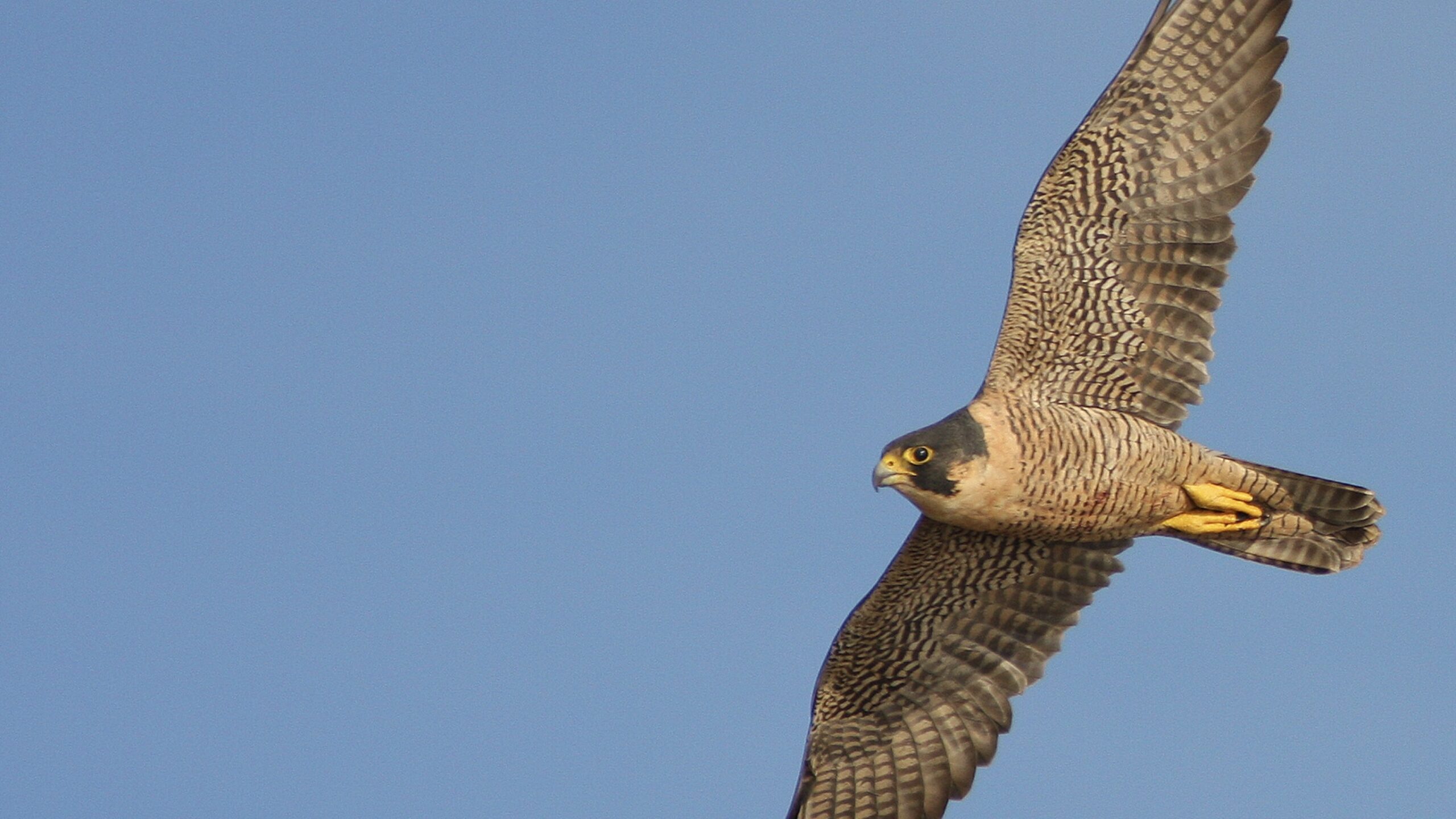 Falconスライド 16:9